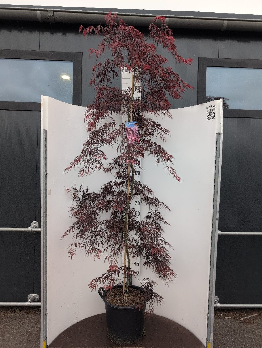 Acer pal. 'Tamukeyama' - C35 175-200 CM